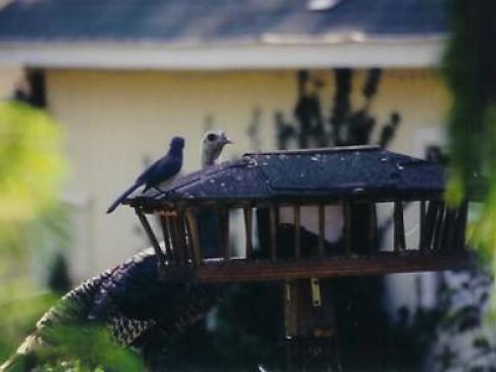 Backyard Garden Oasis - photo 72