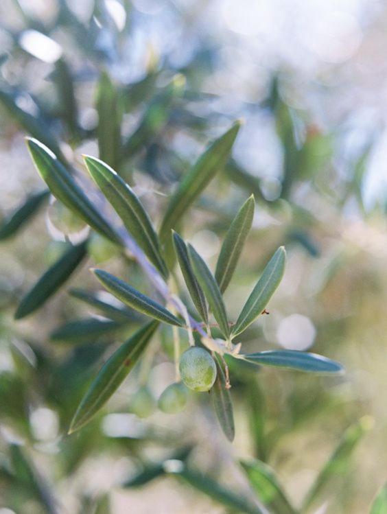 La Cummersa all’ombra dell’Ulivo in Locorotondo, Italy