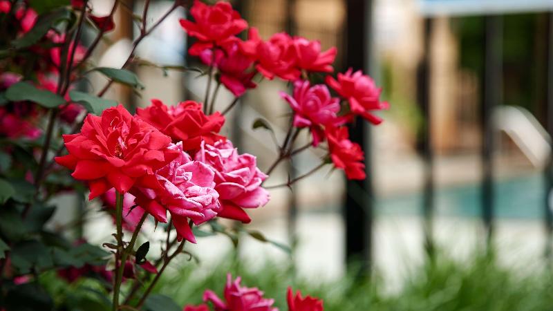 Best Western Plus Cary Inn NC State - photo 48