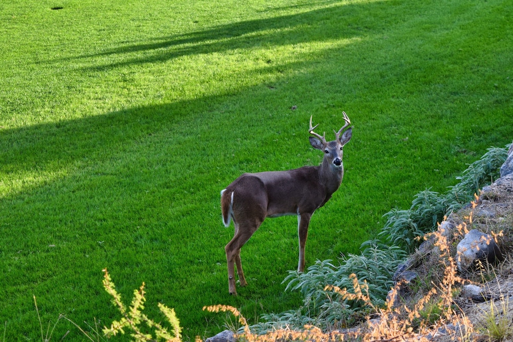 JW Marriott San Antonio Hill Country Resort & Spa - photo 117