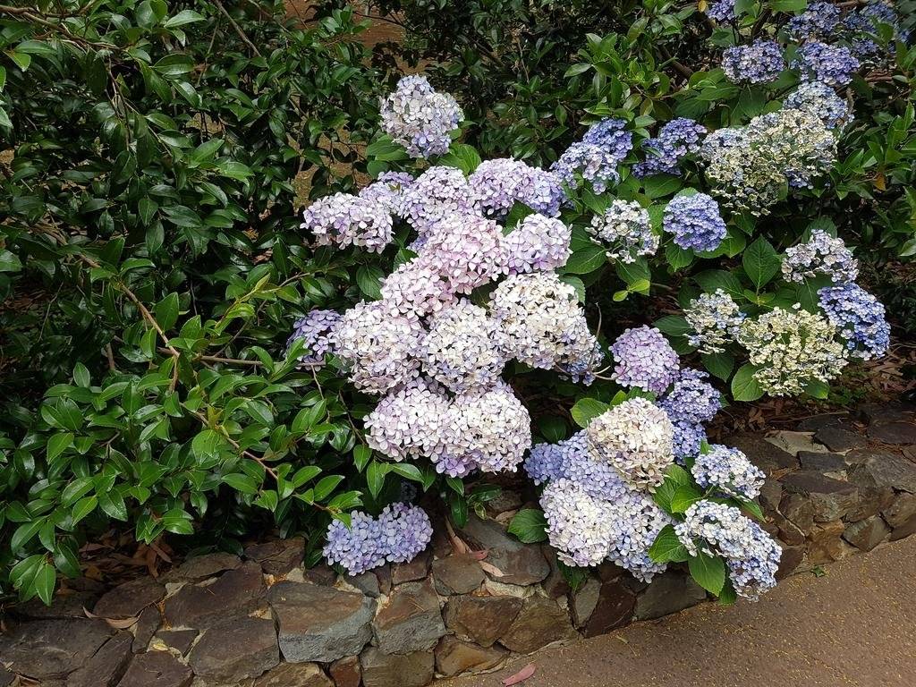 Dingleigh of Sassafras — hotel in Sassafras