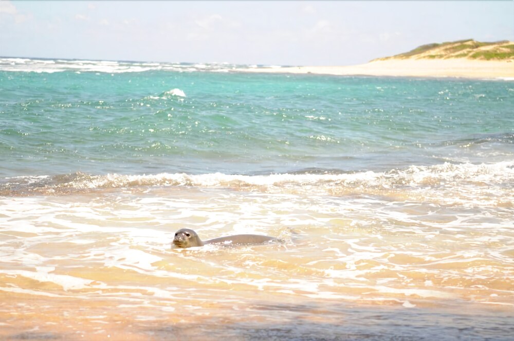 Waipouli Beach Resort H403 2 Br condo by RedAwning - photo 19