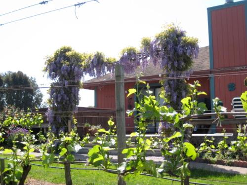 Pearlessence Vineyard Inn - photo 19