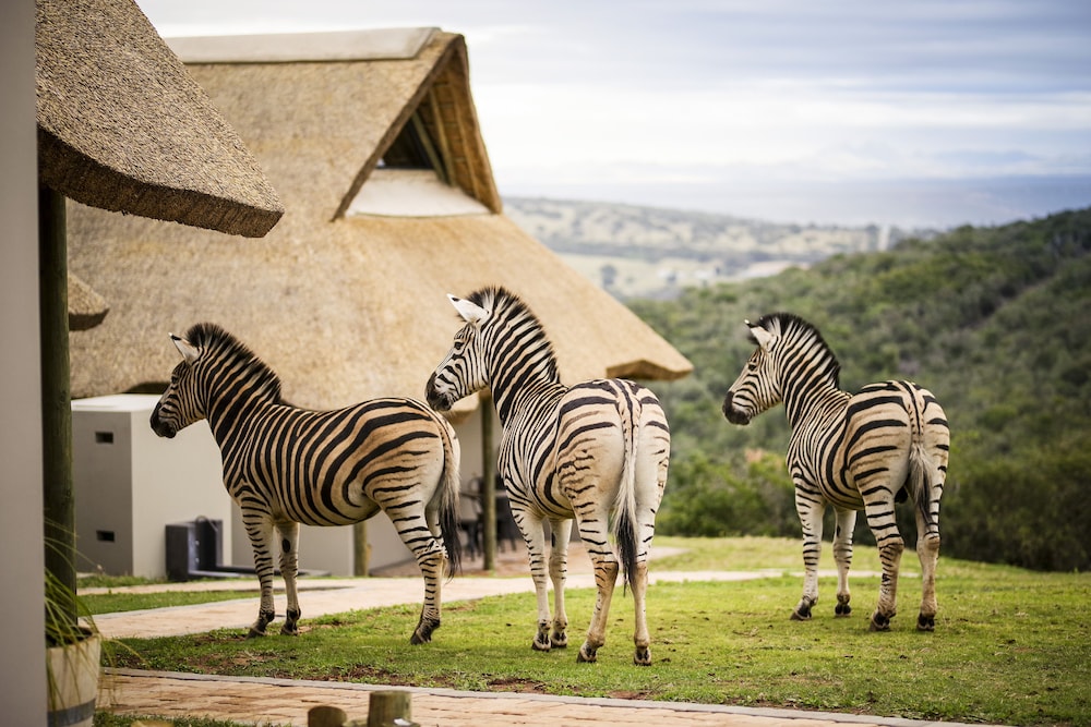 JBay Zebra Lodge — 4-Star Luxury Hotel in Port Elizabeth, South Africa