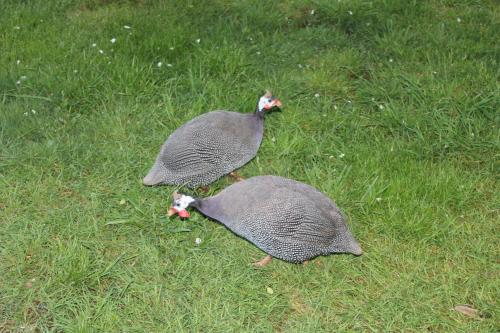 Ecohostal Huellas Del Bosque — Valdivia — photo 2