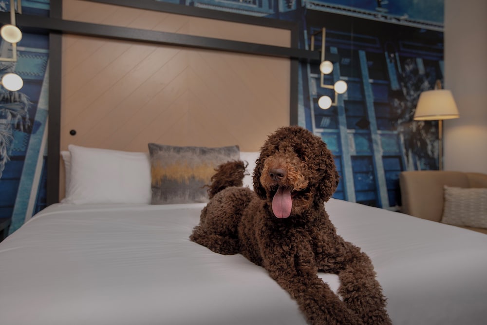 Hotel Indigo Jacksonville Deerwood Park by IHG - photo 43
