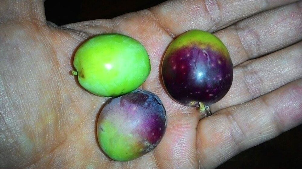 Luna Ridens in Grosseto, Italy