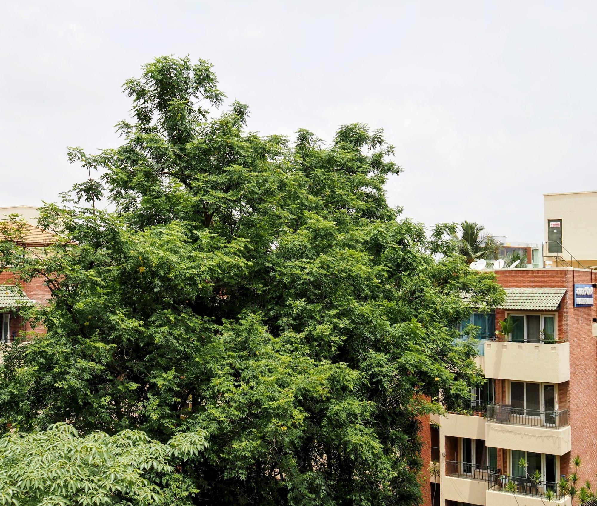 Transtree - carbon neutral hotel in Bengaluru