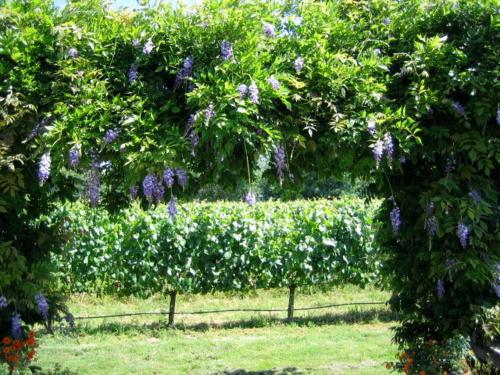 Pearlessence Vineyard Inn - photo 10