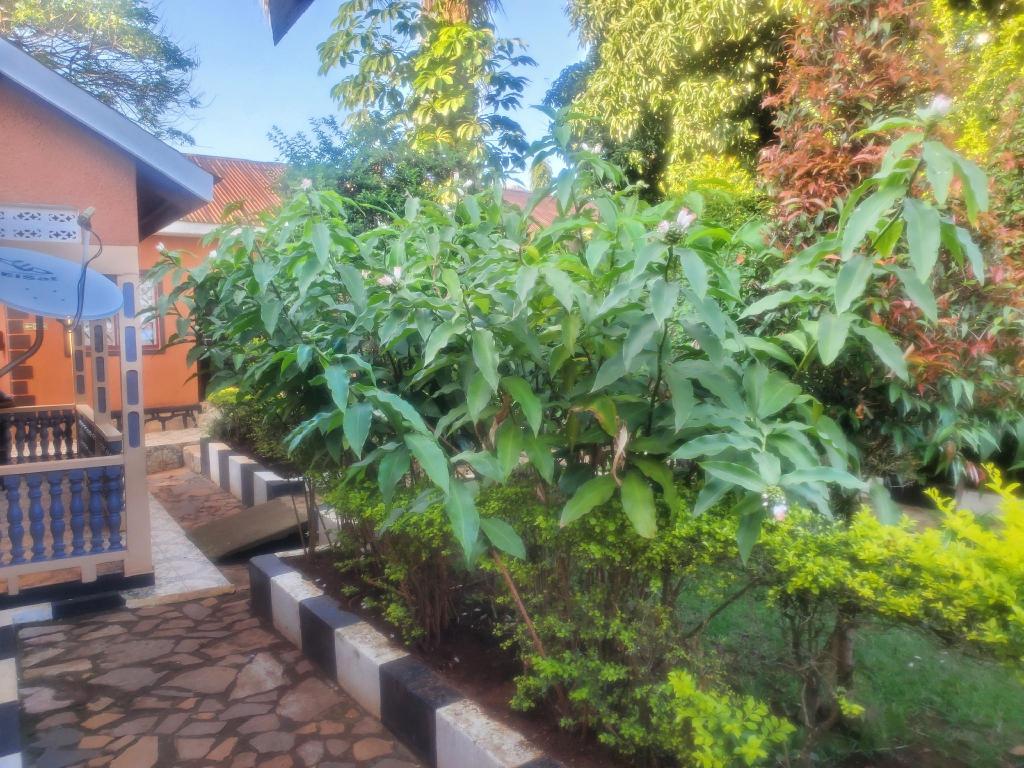 Gipir & Labongo Ventures — Entebbe — photo 4