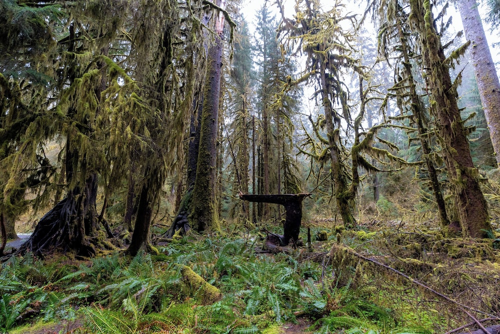 Kalaloch Lodge in Olympic National Park - photo 22