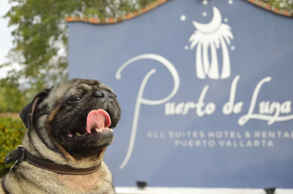 Pet-friendly