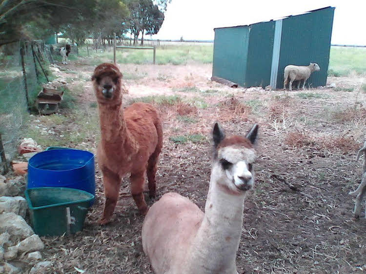 Lyrabendi Farmstay — Tailem Bend — photo 3