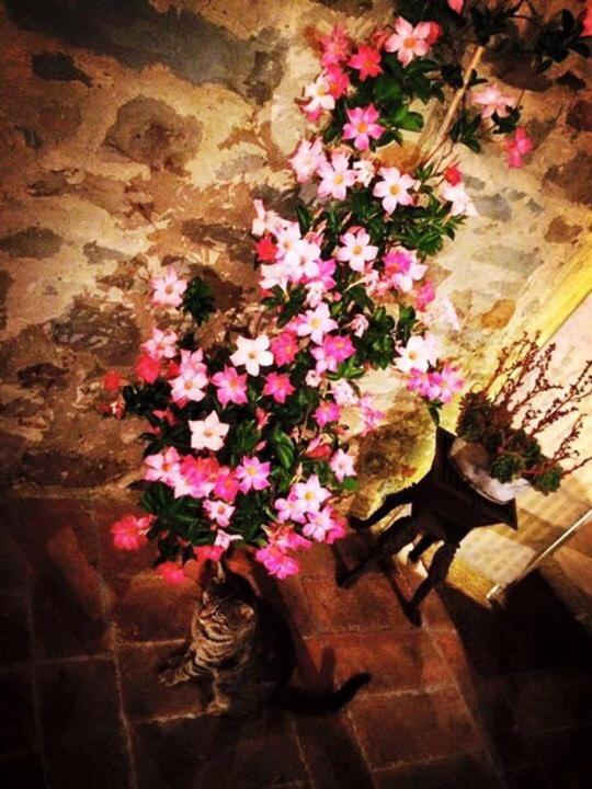 Podere La Fausta — hotel in Serravalle Pistoiese