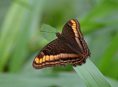 Bosque Del Tolomuco in San Isidro, Costa Rica