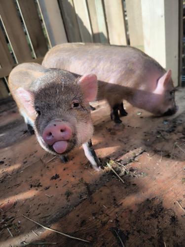 U Konc in Kamnik, Slovenia