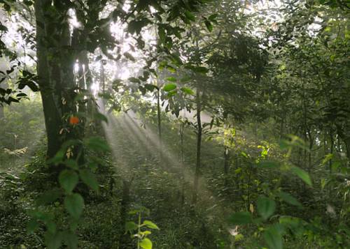 Verdure Wayanad
