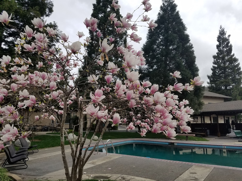 Redwood Garden Inn - photo 13