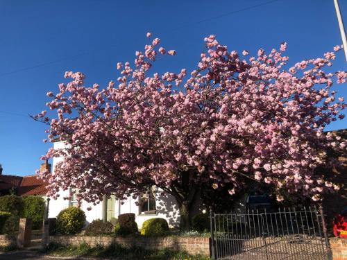 Cherry Tree in York, United Kingdom