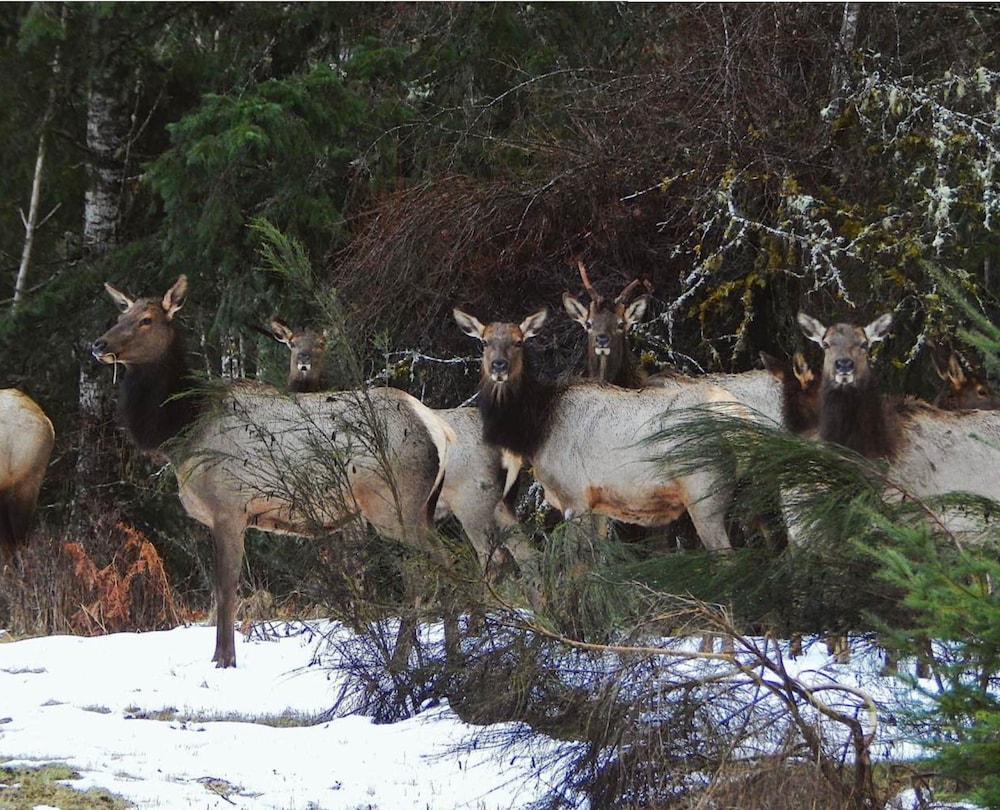 Packwood Family Ski and Vacation Getaway - photo 31