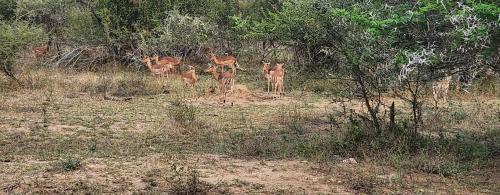 Ka Tembe Self Catering Lodge — 4-Star Luxury Hotel in Polokwane, South Africa