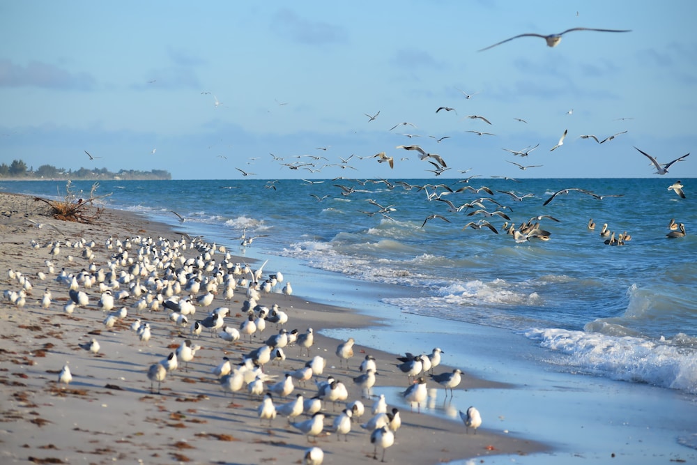 Casey Key Resorts Beachfront - photo 104