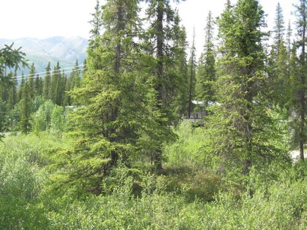 Denali Perch Resort - photo 23