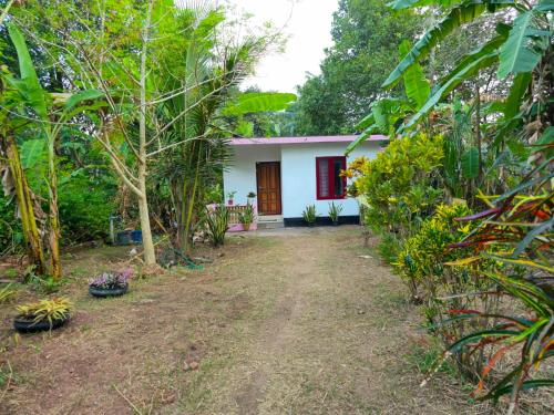 La ixora — Varkala — photo 2
