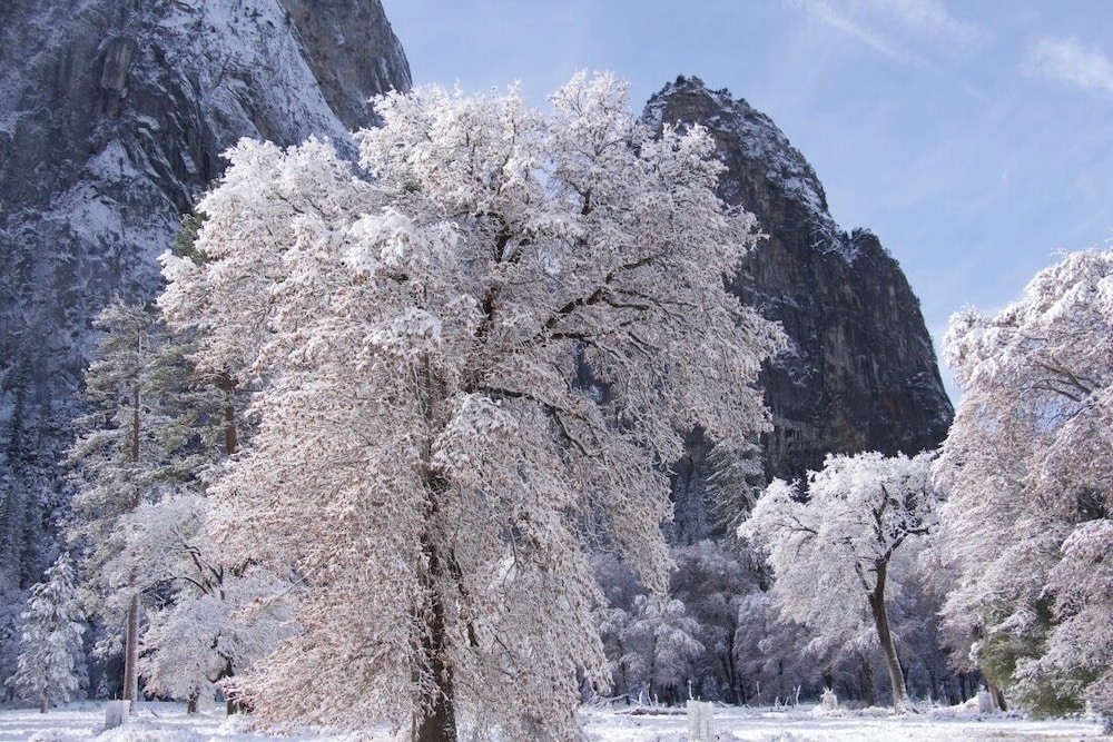 Yosemite Bug Rustic Mountain Resort - photo 92
