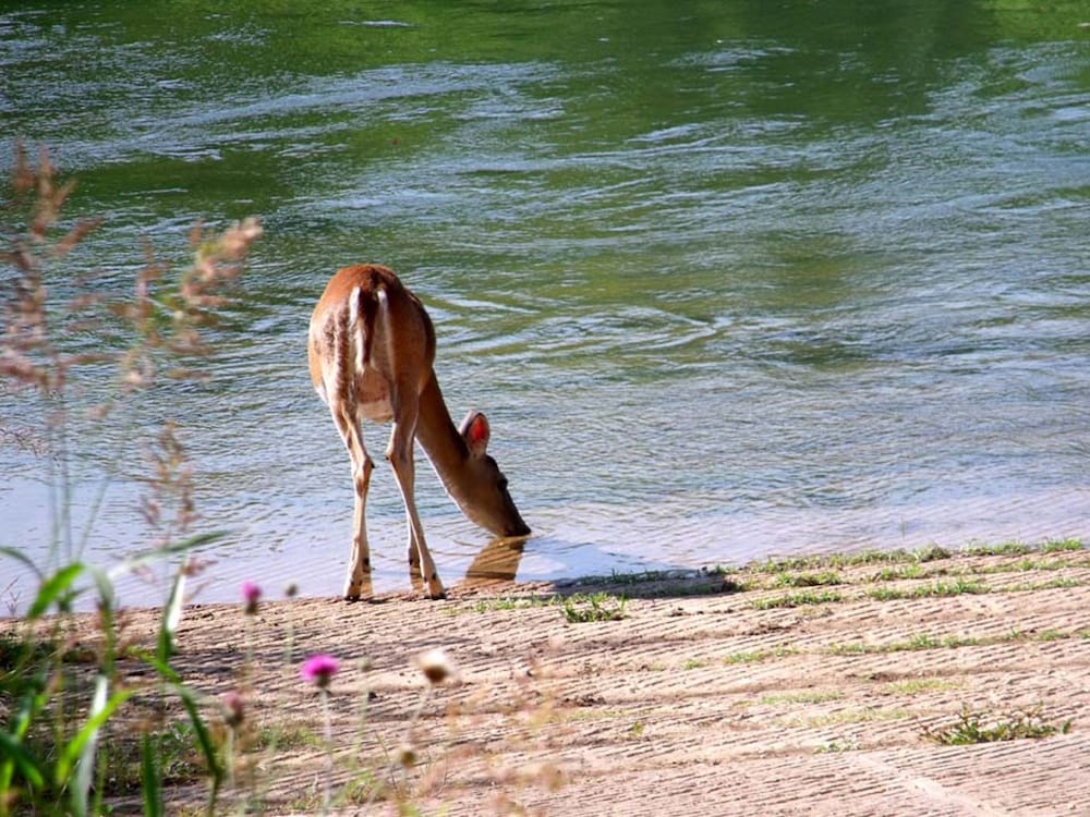 Colorado River Camping Resort - photo 22