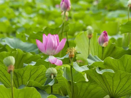 Hebi Yingbin Garden Hotel in Hebi, People's Republic of China