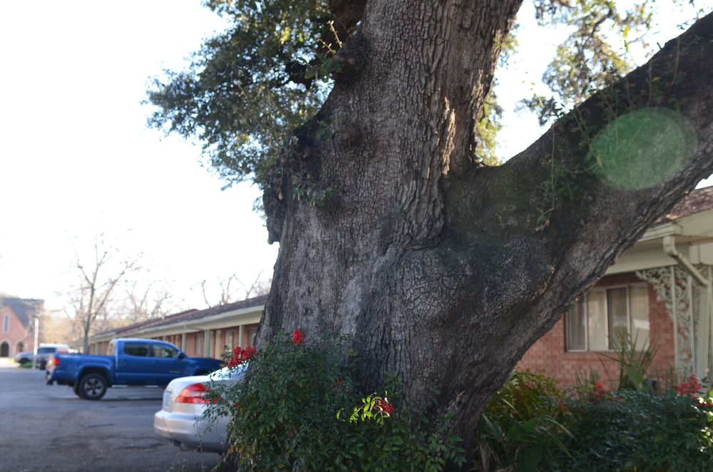 The Oak Motel - photo 40