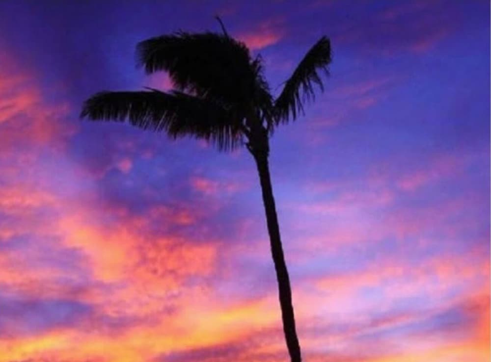 Love & Discover the Place of Your Dreams in 305 Lahaina - photo 13
