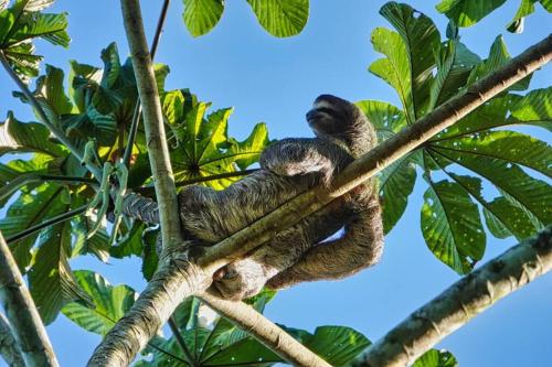 Into the Greens in Unknown City, Costa Rica