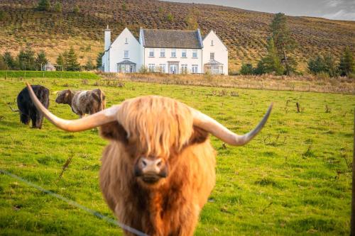 Alexander House 24 Self Catering — 4-Star Luxury Hotel in Auchterarder, United Kingdom