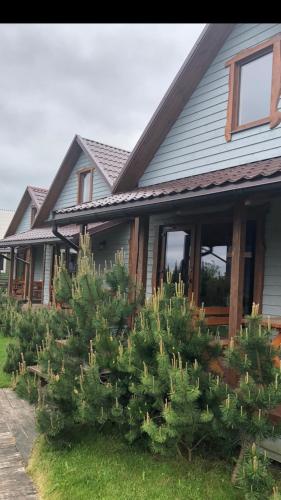 Dobilas ir jura in Palanga, Lithuania