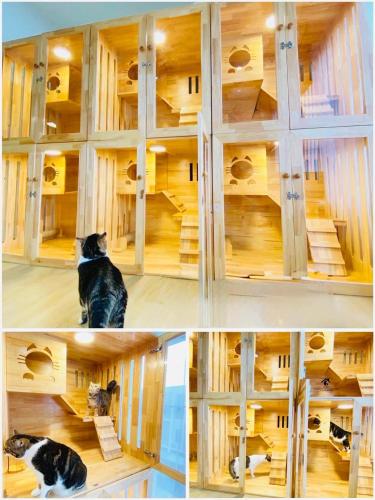 Cat Hotel Hatyai by Krissana Mansion cat only pet-friendly hotel Hat Yai
