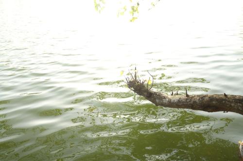 River Loom — Kovalam — photo 4