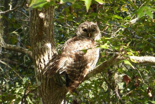 Wise Owl Retreat on the River — 4-Star Luxury Hotel in Dunnellon, United States