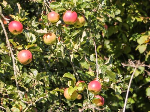 Orchard Cottage — Ashbourne — photo 4