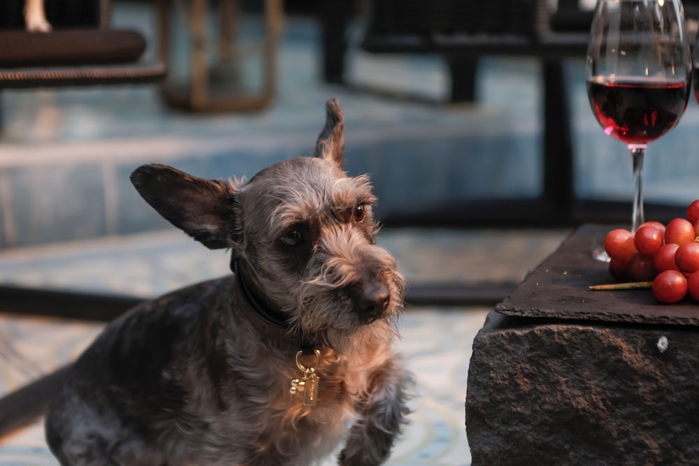 Pet-friendly
