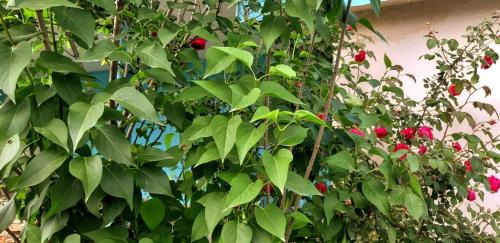 Old oak under the Mountain. in Qutqashen, Azerbaijan