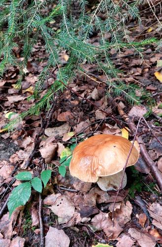 Stromodomek Vlckova in Zlin, Czech Republic