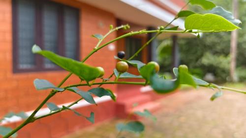 Theerthamkara Staycation — hotel in Nileshwar