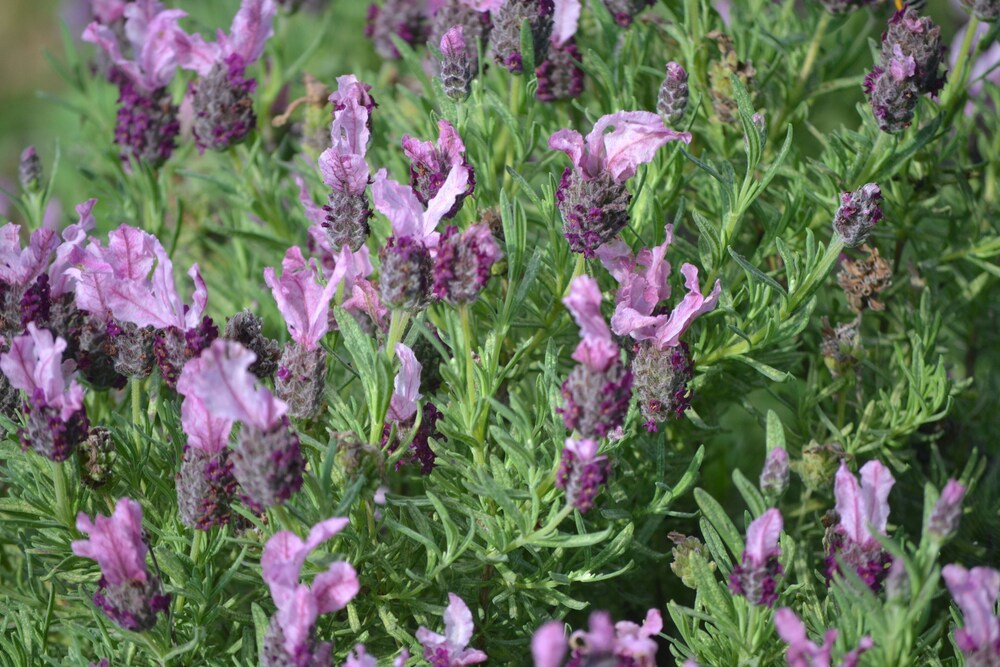 Quinta Vitae in Mafra, Portugal