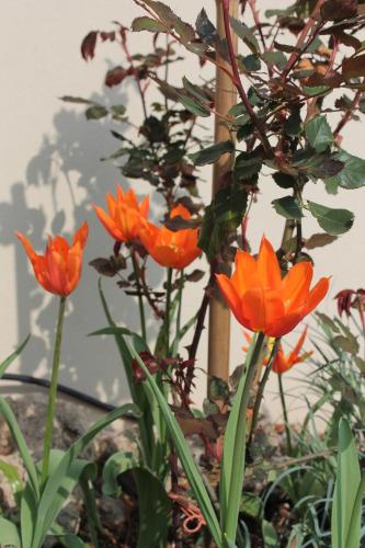 Bio Hotel Kipperquelle in Weimar, Germany