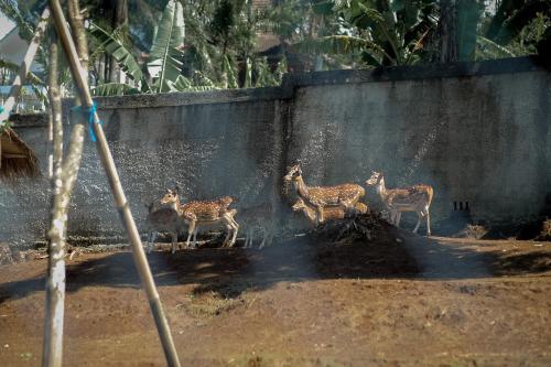 Pendopo Tentrem — Unknown City — photo 3