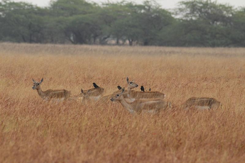 The Blackbuck Trails Velavadar — Bhavnagar — photo 3