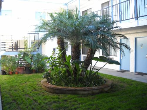 Palms Courtyard Inn - photo 3