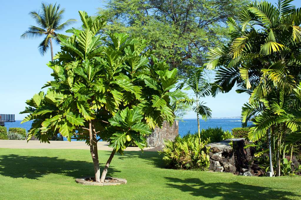 Outrigger Kona Resort & Spa - photo 28